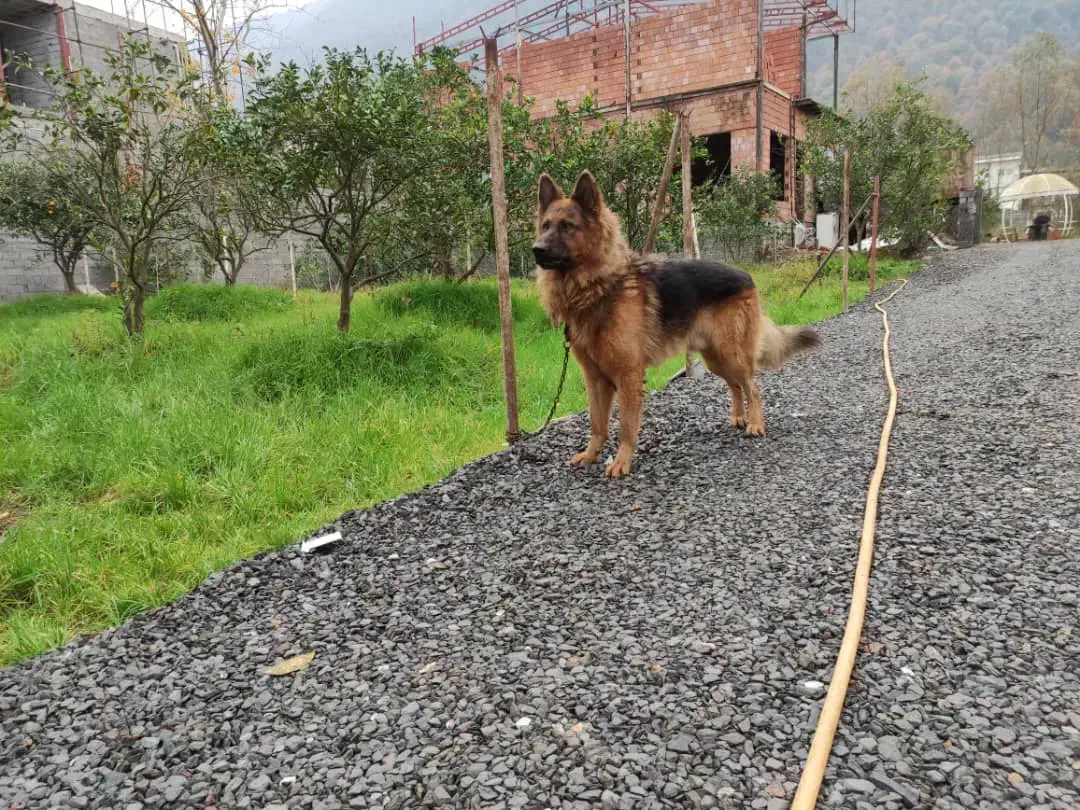 واگذاری ژرمن کینگ نر شیب خط خونی حرفه ای|سگ|محمدشهر, محمدشهر|دیوار