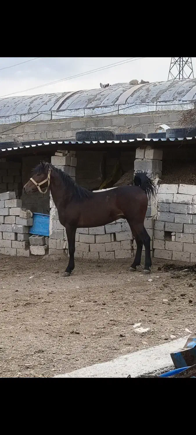 اسب اصیل کـورد|اسب و تجهیزات اسب‌سواری|بوکان, |دیوار