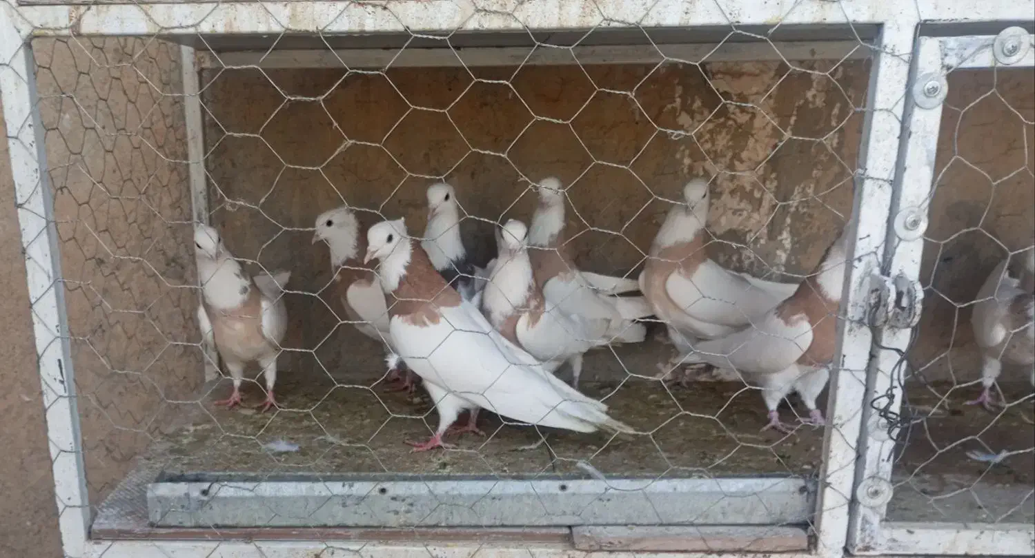 کبوتر طوقی پالخت نر و ماده اصیل|پرنده|فرخ‌شهر, |دیوار