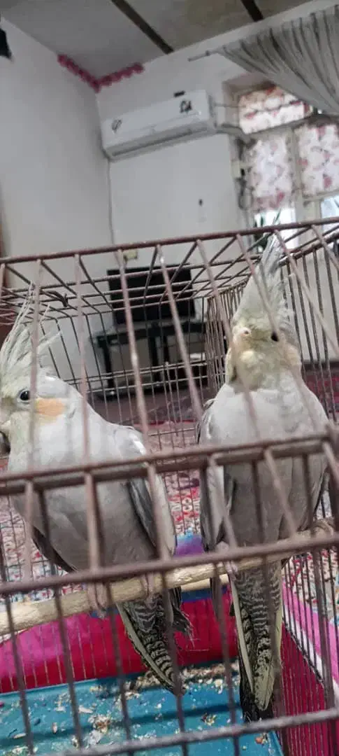 پرنده|پرنده|مسجد سلیمان, |دیوار