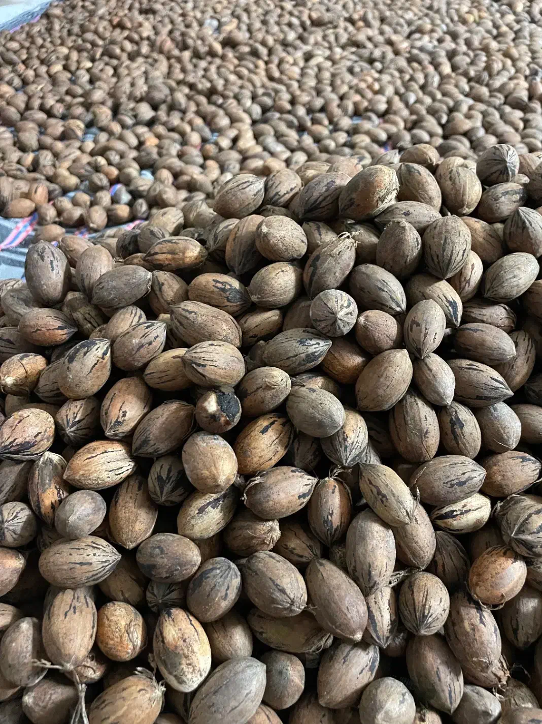 گردو پکان|خوردنی و آشامیدنی|نوشهر, |دیوار
