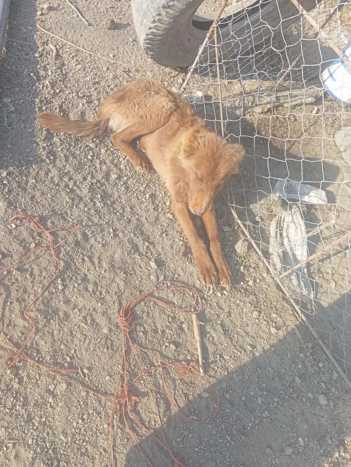 واگذاری سگ|سگ|لالجین, |دیوار