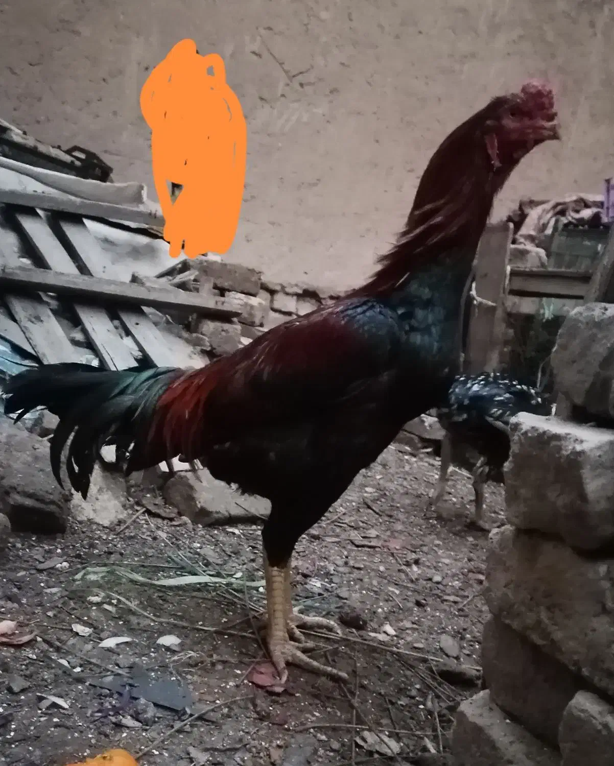 خروس و مرغ اصیل لاری|حیوانات مزرعه|قاسم‌آباد (خواف), |دیوار