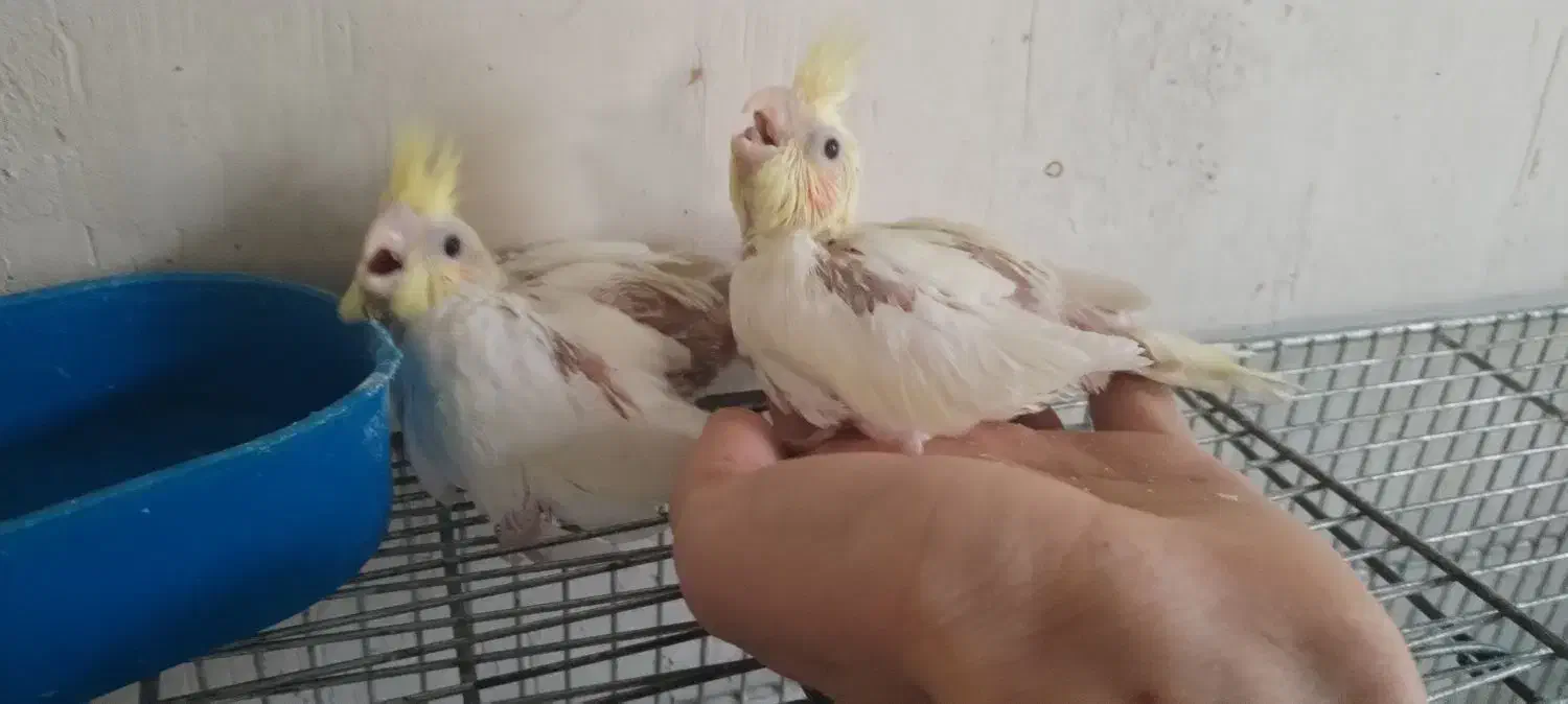 جوجه عروس لوتینو سرلاکی|پرنده|بوکان, |دیوار