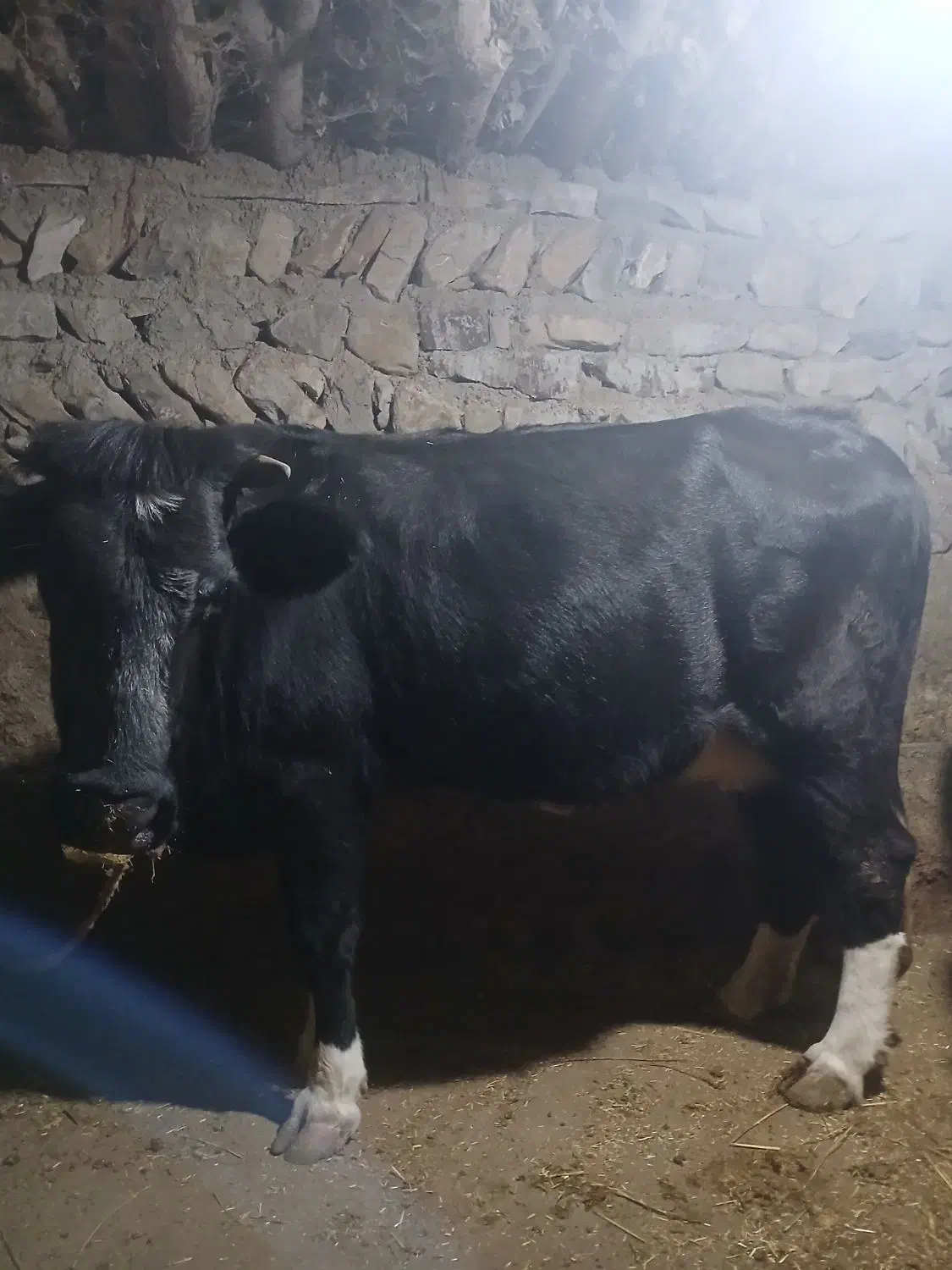 گاو|حیوانات مزرعه|انگوت, |دیوار