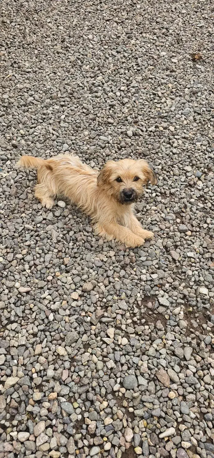 * واگذاری شیتزو تریر ماده ۶ ماهه*|سگ|رشت, حومه رشت|دیوار