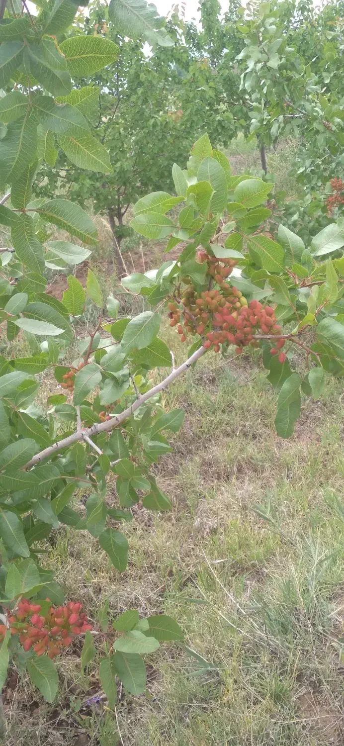 باغ زردآلو و انگور و پسته|فروش زمین و ملک کلنگی|یامچی, |دیوار