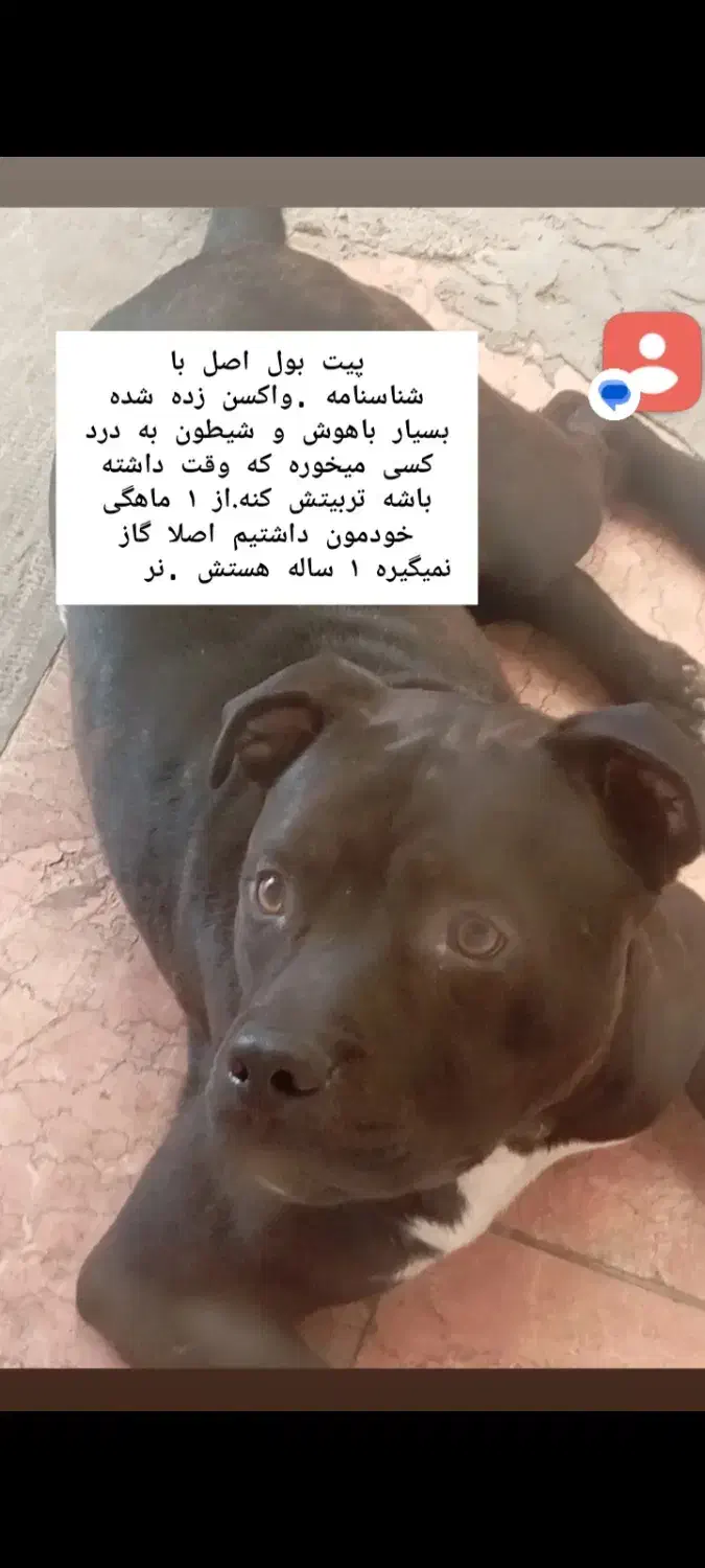 امریکن بولی اصل پیت بول|سگ|لنگرود, |دیوار