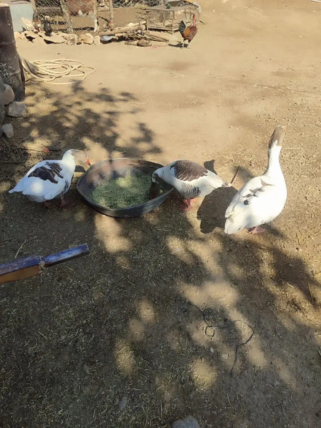 فروش غاز یکی نر دوتا ماده|حیوانات مزرعه|سورنا, |دیوار