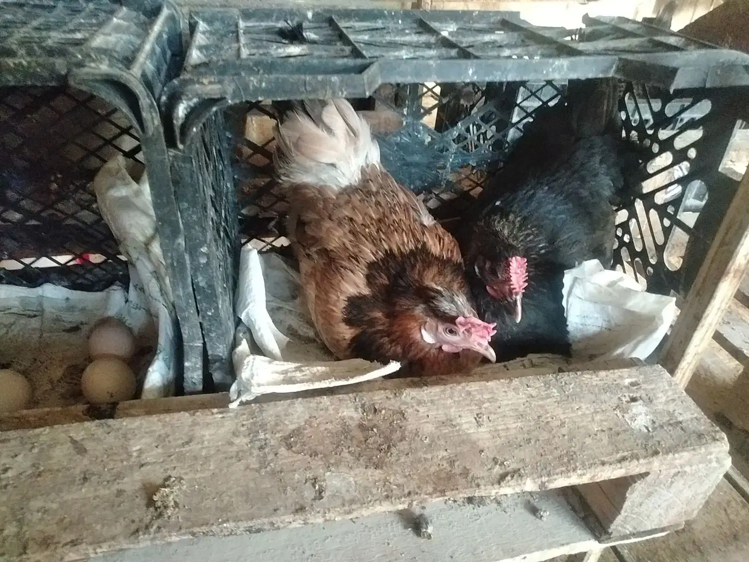 تخم مرغ محلی|خوردنی و آشامیدنی|اهواز, شهرک برق|دیوار