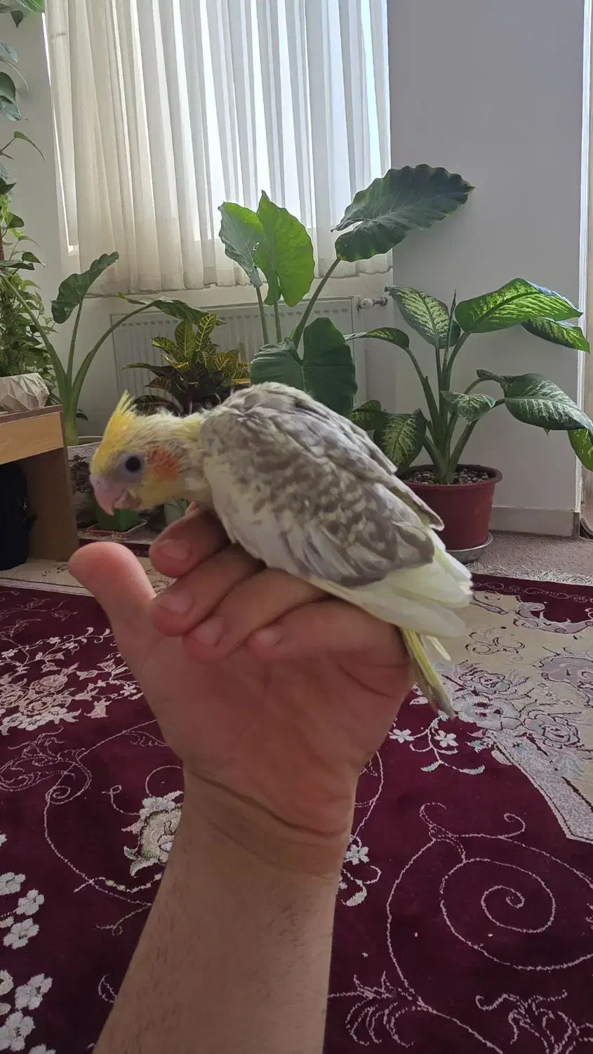 جفتی عروس هلندی مولد سخنگو و رام|پرنده|ایلام, |دیوار