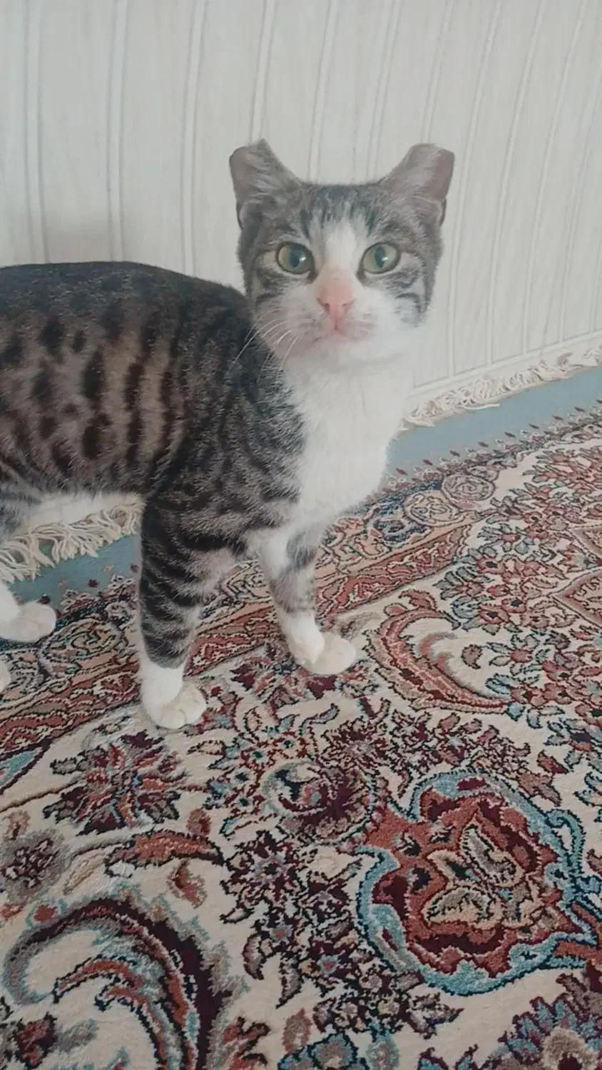 واگذاری گربه کوچولو|گربه|بجنورد, |دیوار