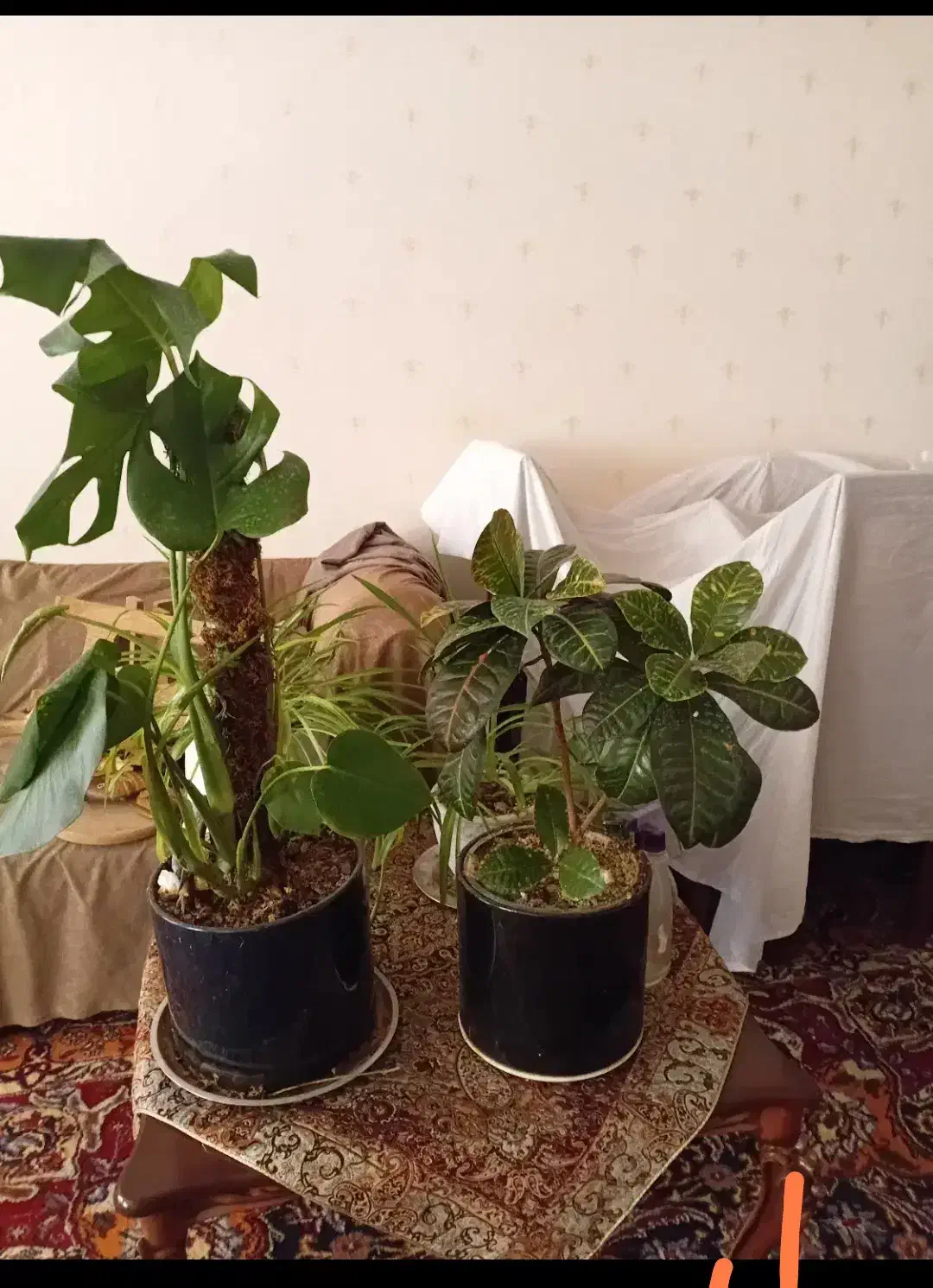 گل و گیاه طبیعی|گل و گیاه طبیعی|قم, امامزاده ابراهیم|دیوار