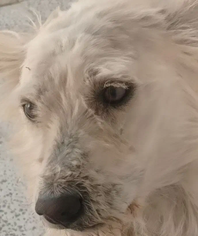 سگ گمشده|حیوانات|شهرکرد, |دیوار