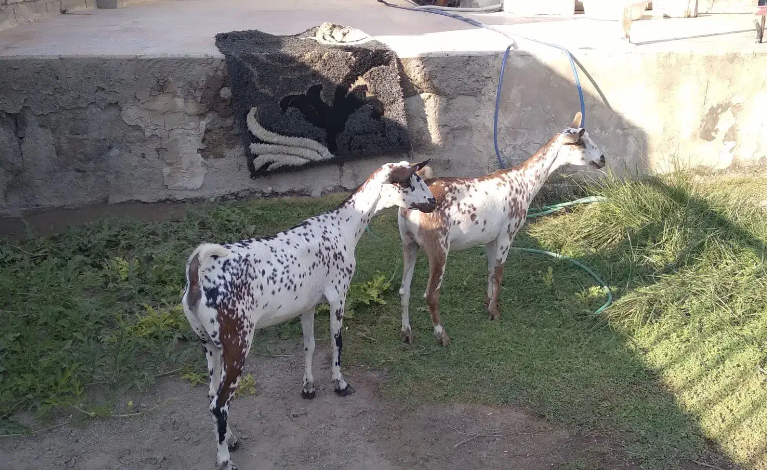 بزصلاله|حیوانات مزرعه|بندرعباس, |دیوار