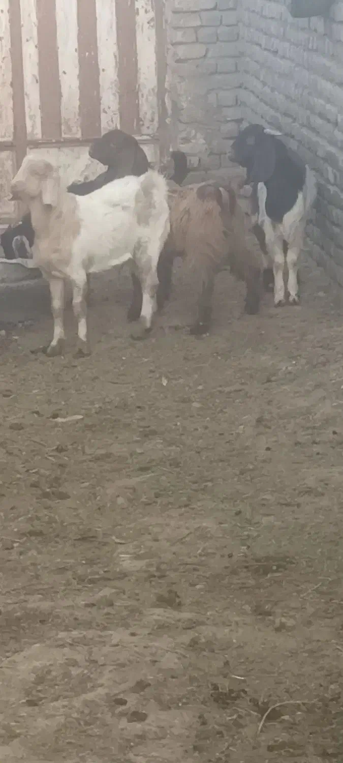 بزبزغاله میش|حیوانات مزرعه|تربت‌حیدریه, کوی شهید احمدزاده ملکی|دیوار