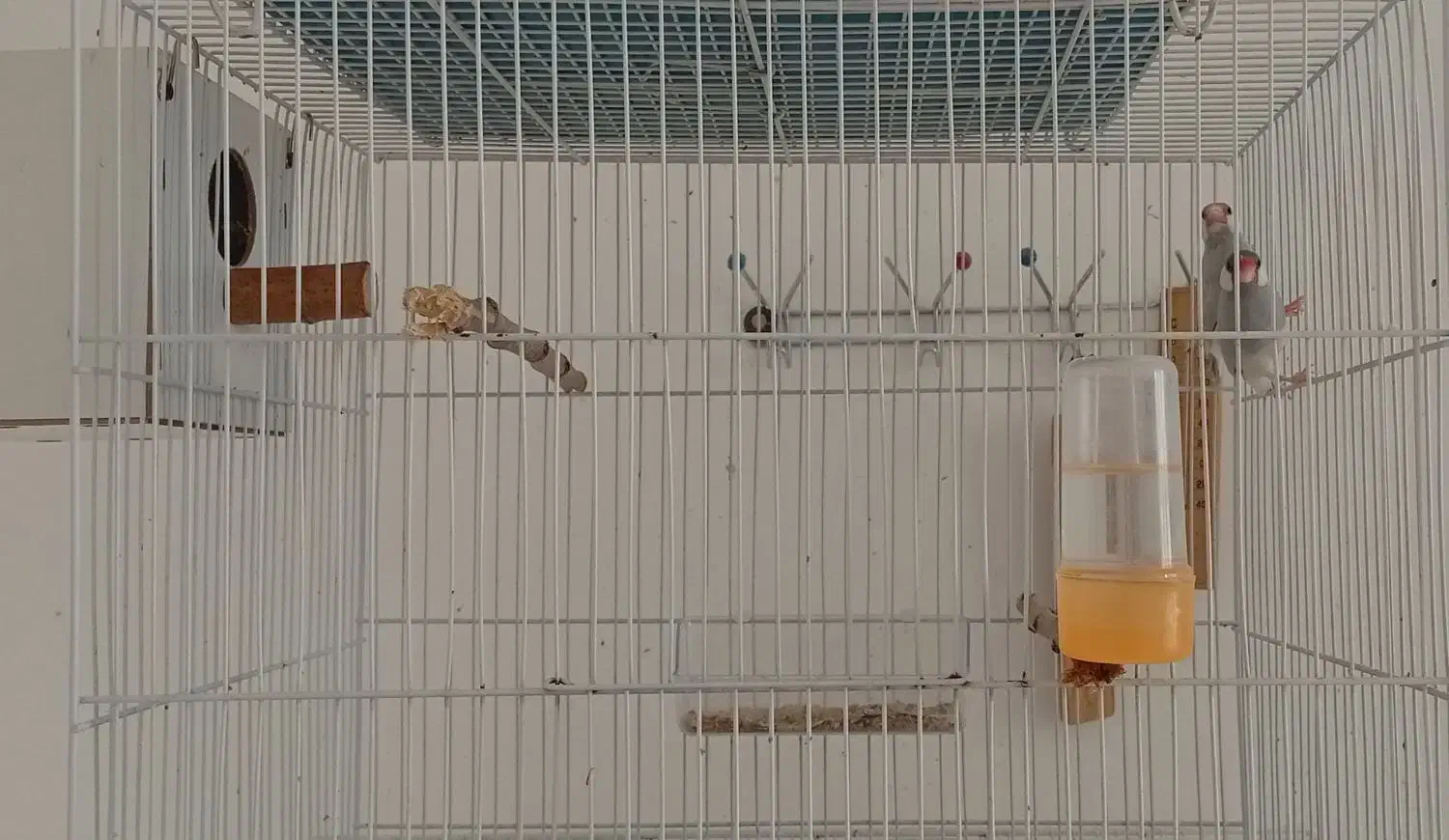 فنچ مولد نرگسی|پرنده|قوچان, |دیوار