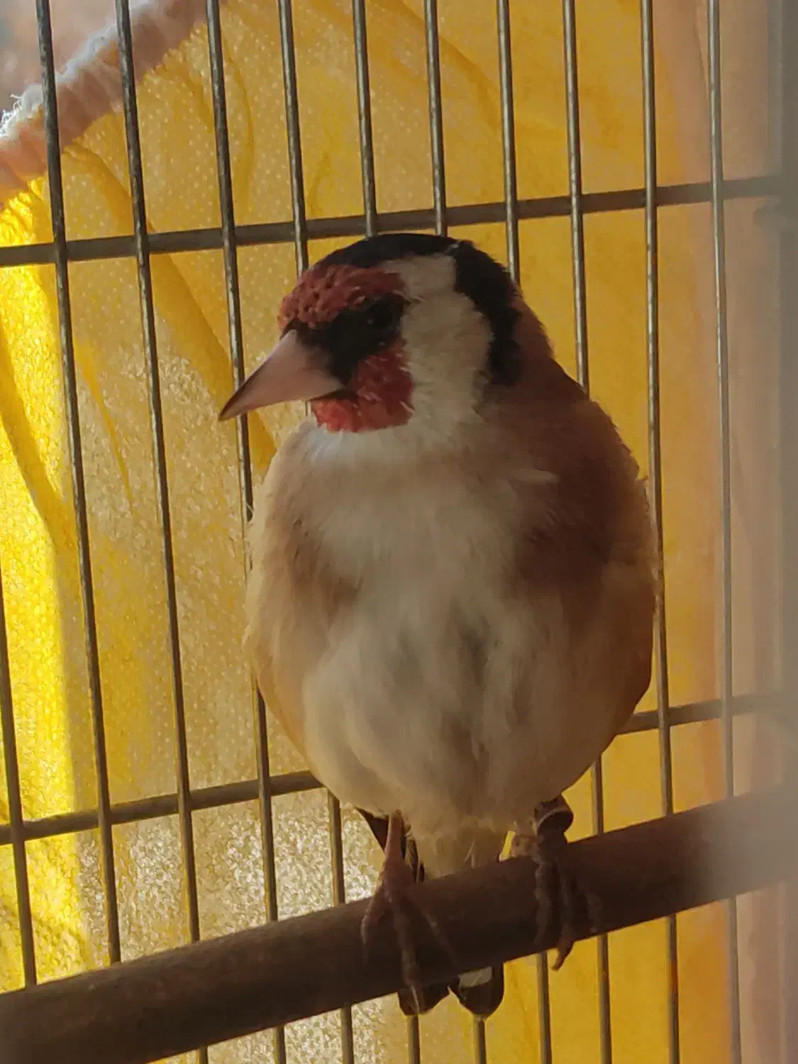 سهره نر|پرنده|بروجن, |دیوار