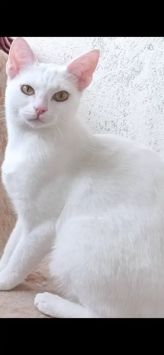 واگذاری گربه ها|گربه|آمل, |دیوار