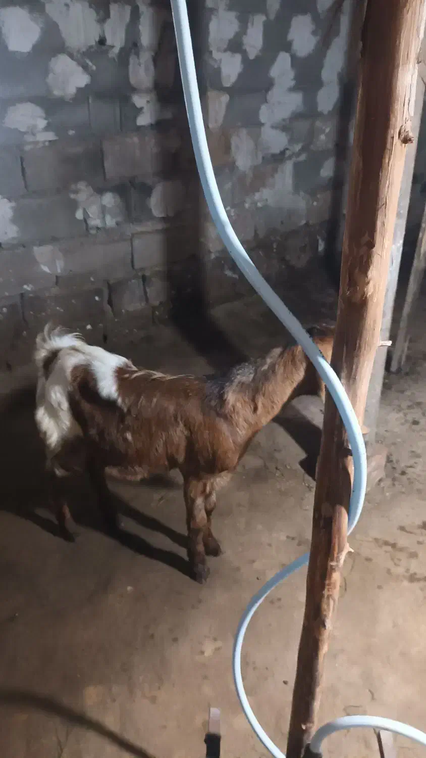 بز بزغاله پاکستانی|حیوانات مزرعه|دابودشت, |دیوار