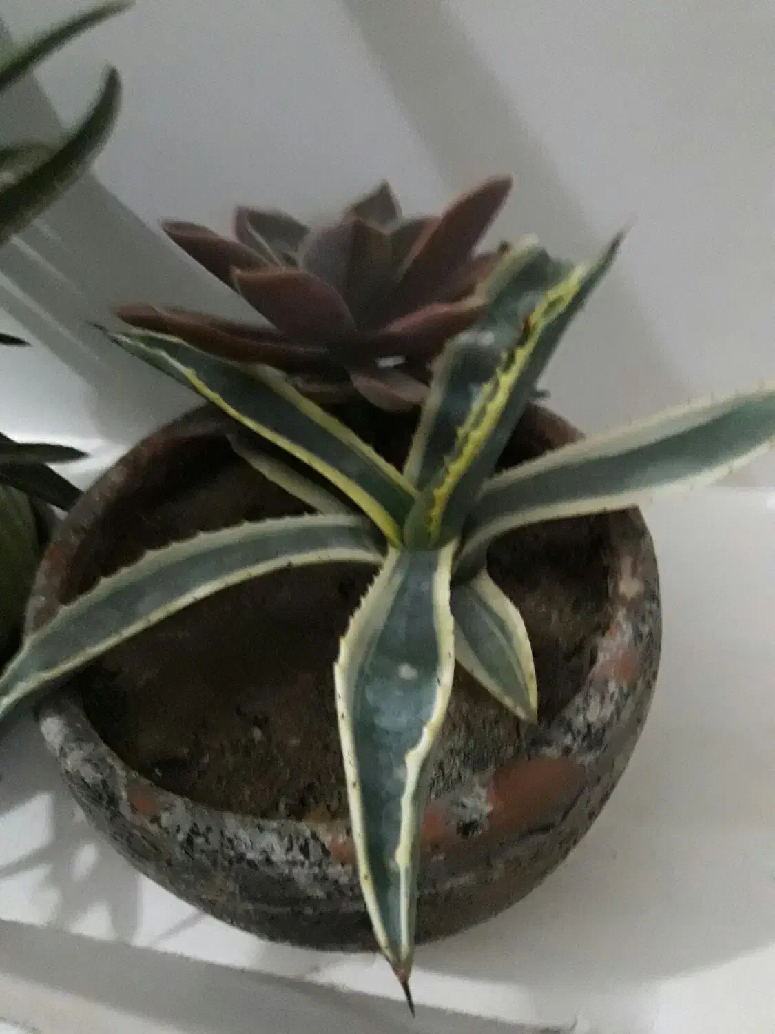 چندتا گل طبیعی فروشی ومعاوضه|گل و گیاه طبیعی|صوفیان, |دیوار