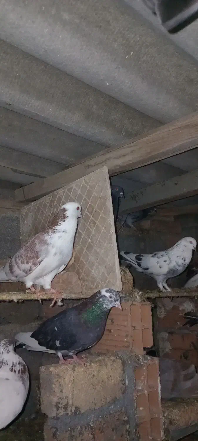 تعدادی کبوتر ب فروش میرسد|پرنده|بندر ترکمن, |دیوار