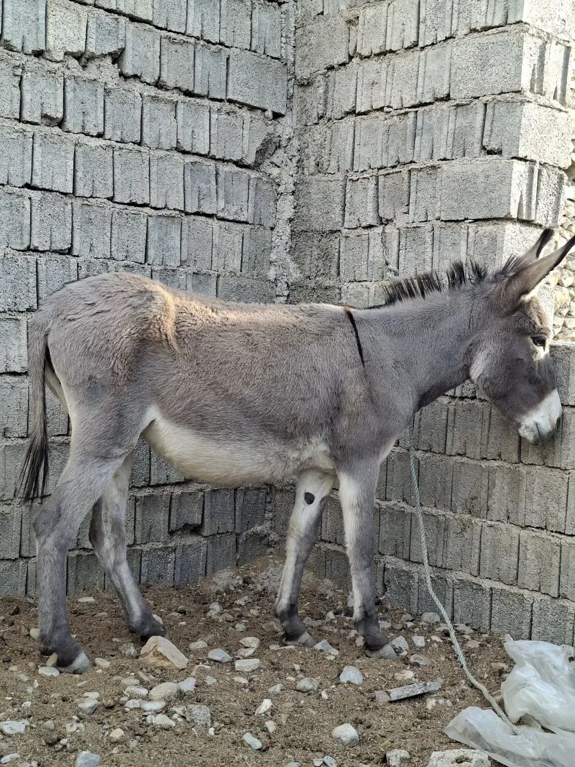 چن عدد ماده خر|حیوانات مزرعه|باشت, |دیوار