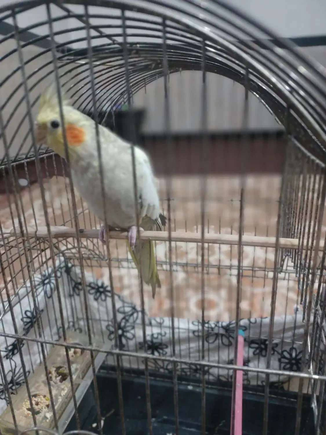 عروس هلندی|پرنده|کرمانشاه, |دیوار