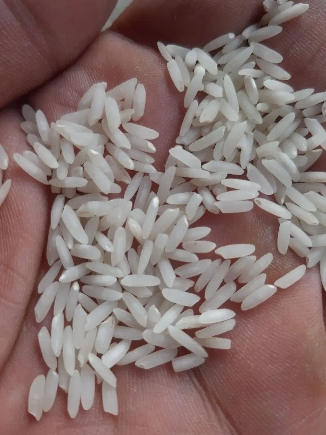 فروش وپخش برنج شمال بدون واسطه|خوردنی و آشامیدنی|اصفهان, کوی امیریه|دیوار