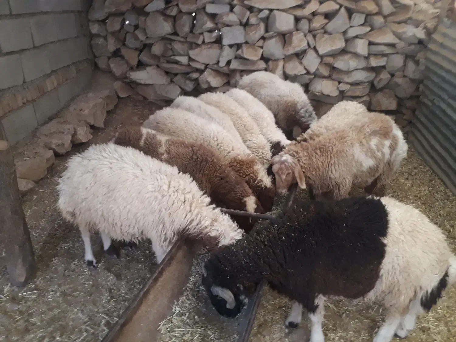 بره فروش|حیوانات مزرعه|آبدانان, |دیوار