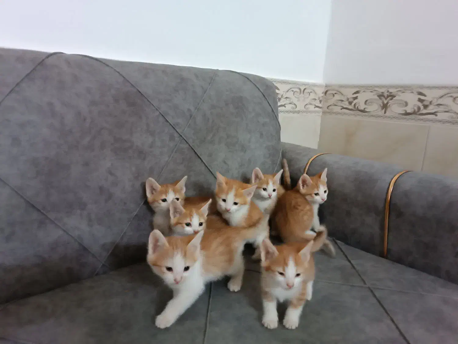 واگذاری بچه گربه دوتا|گربه|قوچان, |دیوار