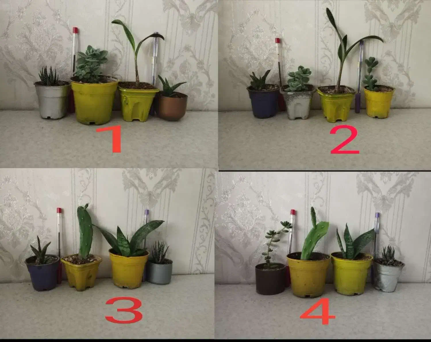 4 پک گلدان گل و گیاه مناسب آپارتمان و بالکن|گل و گیاه طبیعی|تهران, تولید دارو|دیوار