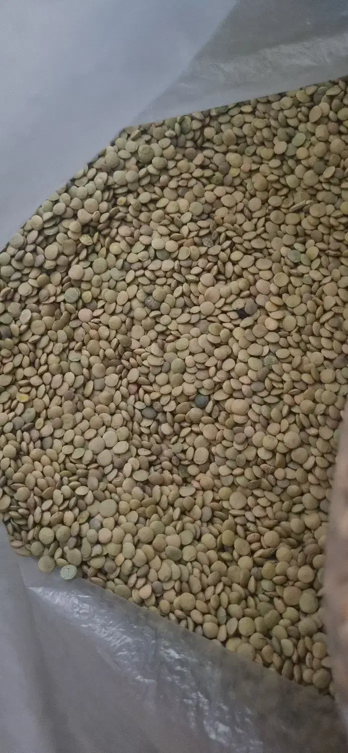 عدس ارگانیک محلی|خوردنی و آشامیدنی|تهران, یافت آباد شمالی|دیوار