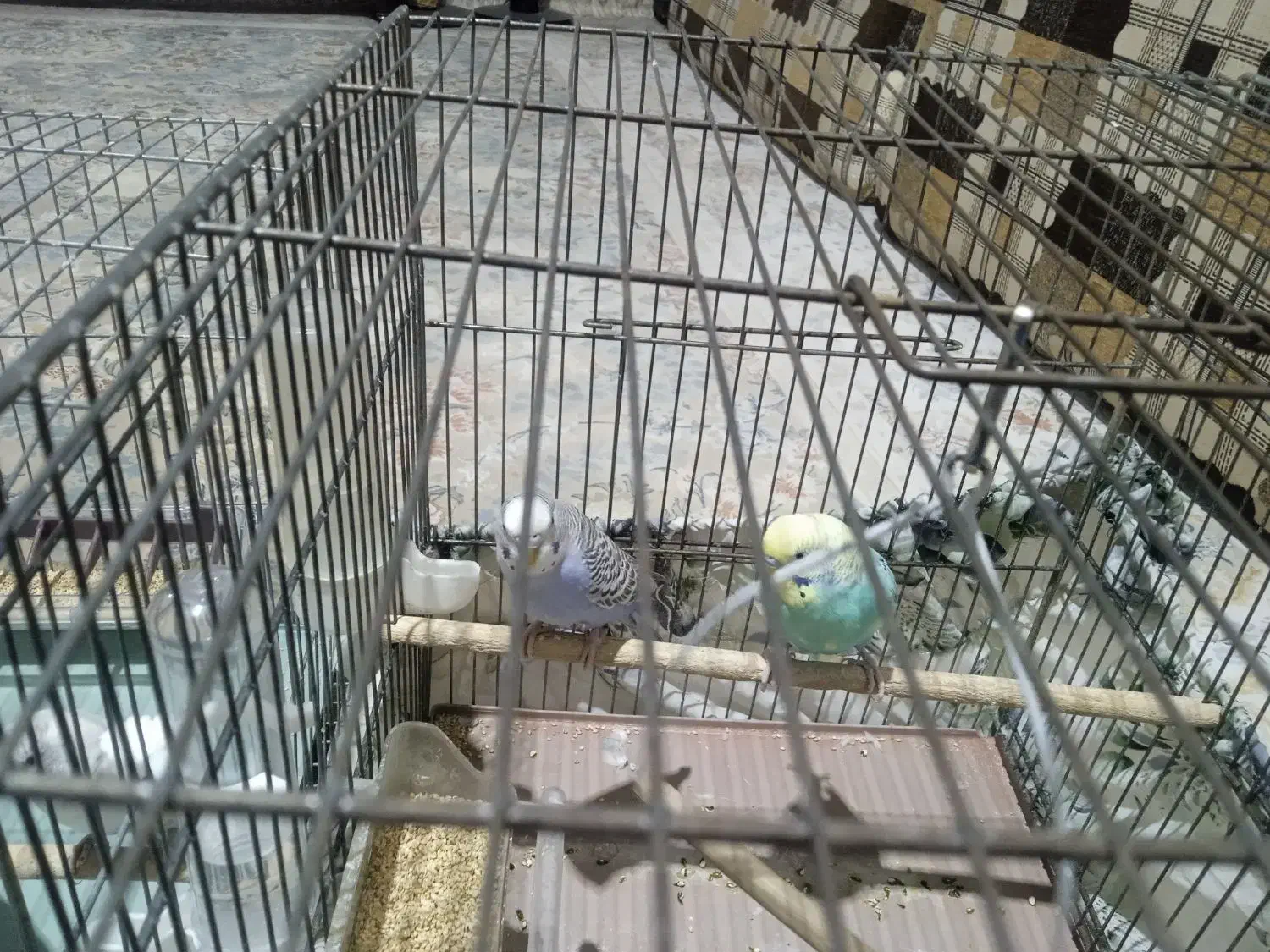 مرغ عشق معاوضه|پرنده|قم, شهرک مهدیه (مدرس)|دیوار