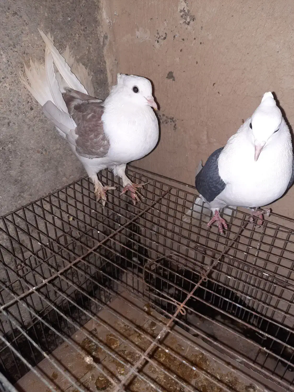 جفت پشت نرو ماده|پرنده|شیروان (خراسان), |دیوار