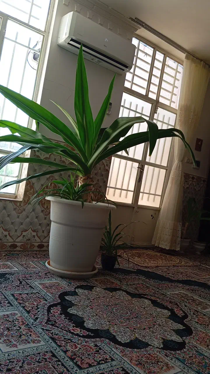 گل موزی|گل و گیاه طبیعی|بردسیر, |دیوار
