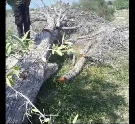 قطع درختان مزاحم|خدمات باغبانی و درختکاری|سیریک, |دیوار