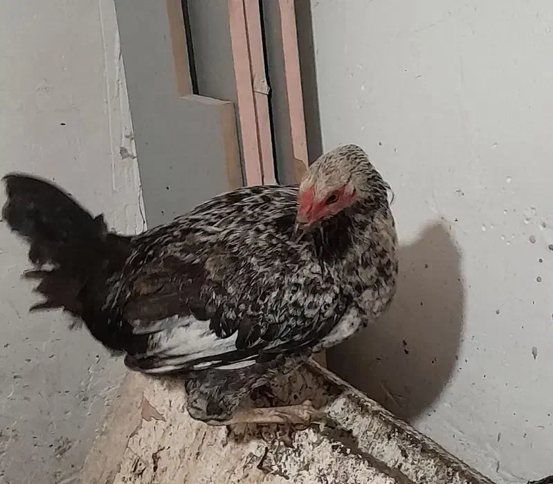 جوجه خروس|حیوانات مزرعه|سنگر, |دیوار