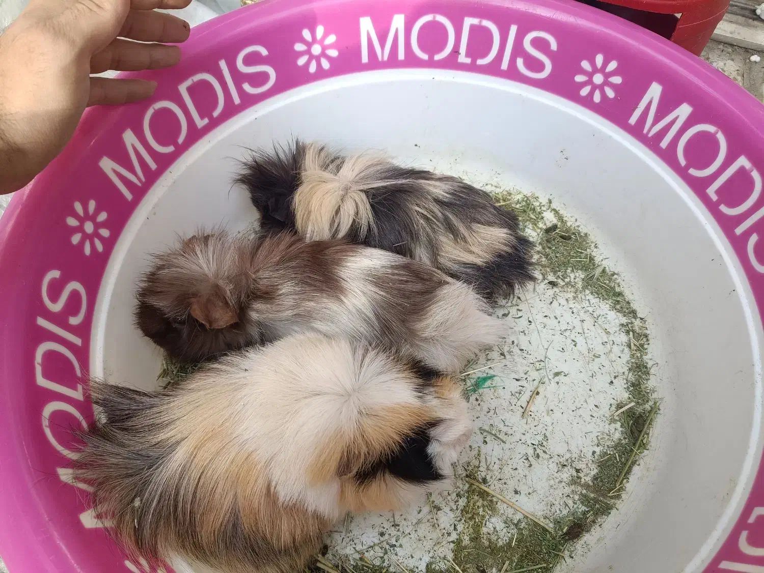 خوکچه هندی|موش و خرگوش|مشهد, راهنمایی|دیوار