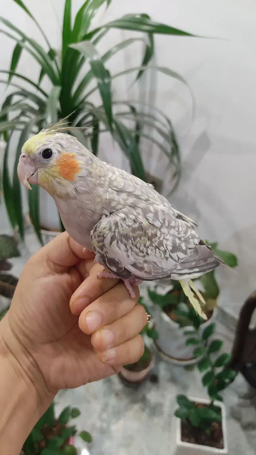 عروس مرواریدی|پرنده|قم, پردیسان|دیوار