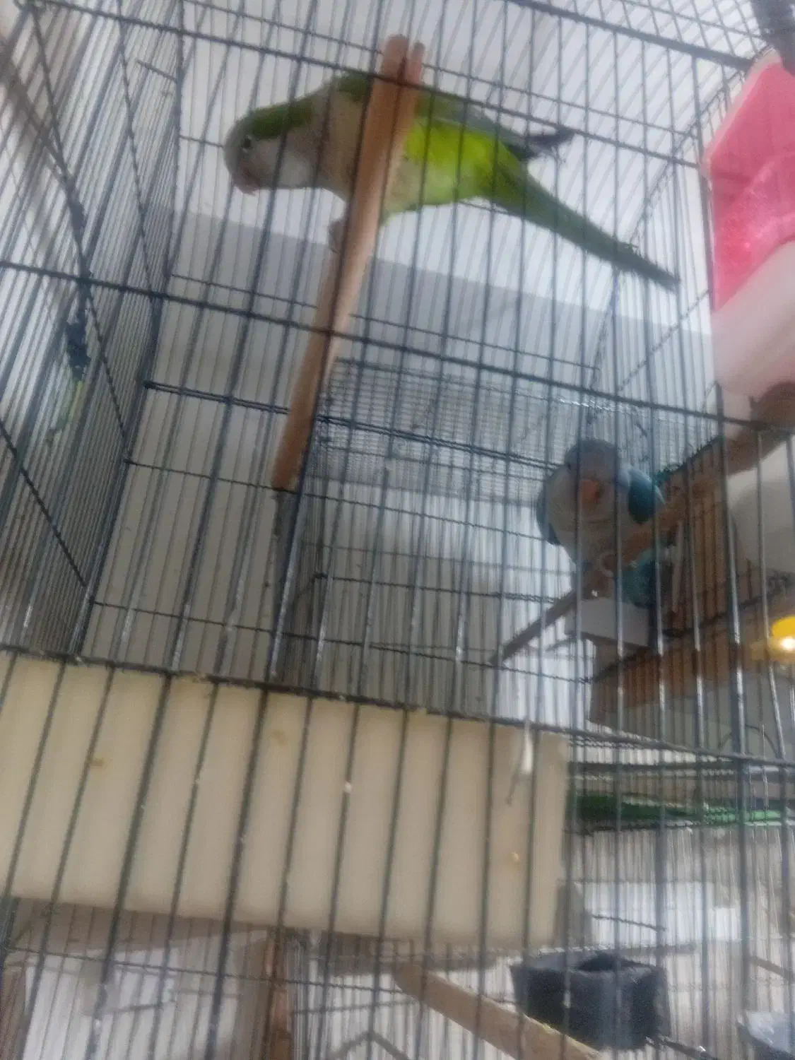 طوطی راهب|پرنده|رباطکریم, رباطکریم|دیوار