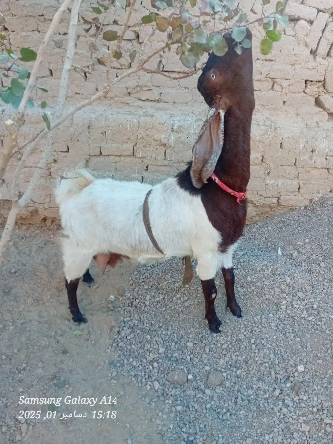 بز با کهرنر|حیوانات مزرعه|زهک, |دیوار