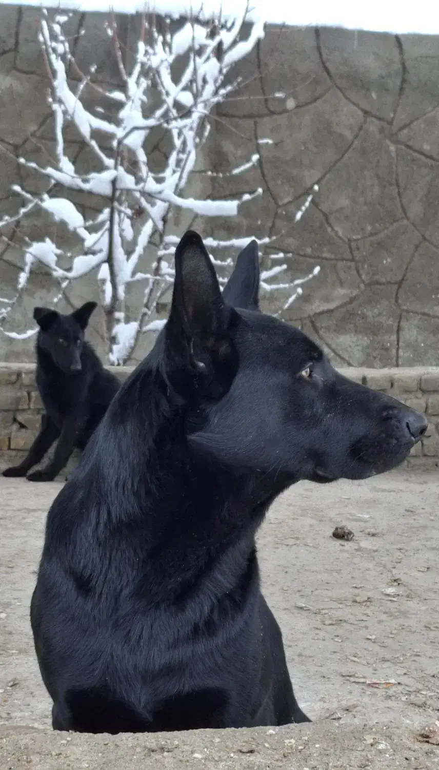 ژرمن بلک نرو ماده|سگ|مشهد, فردوسی|دیوار