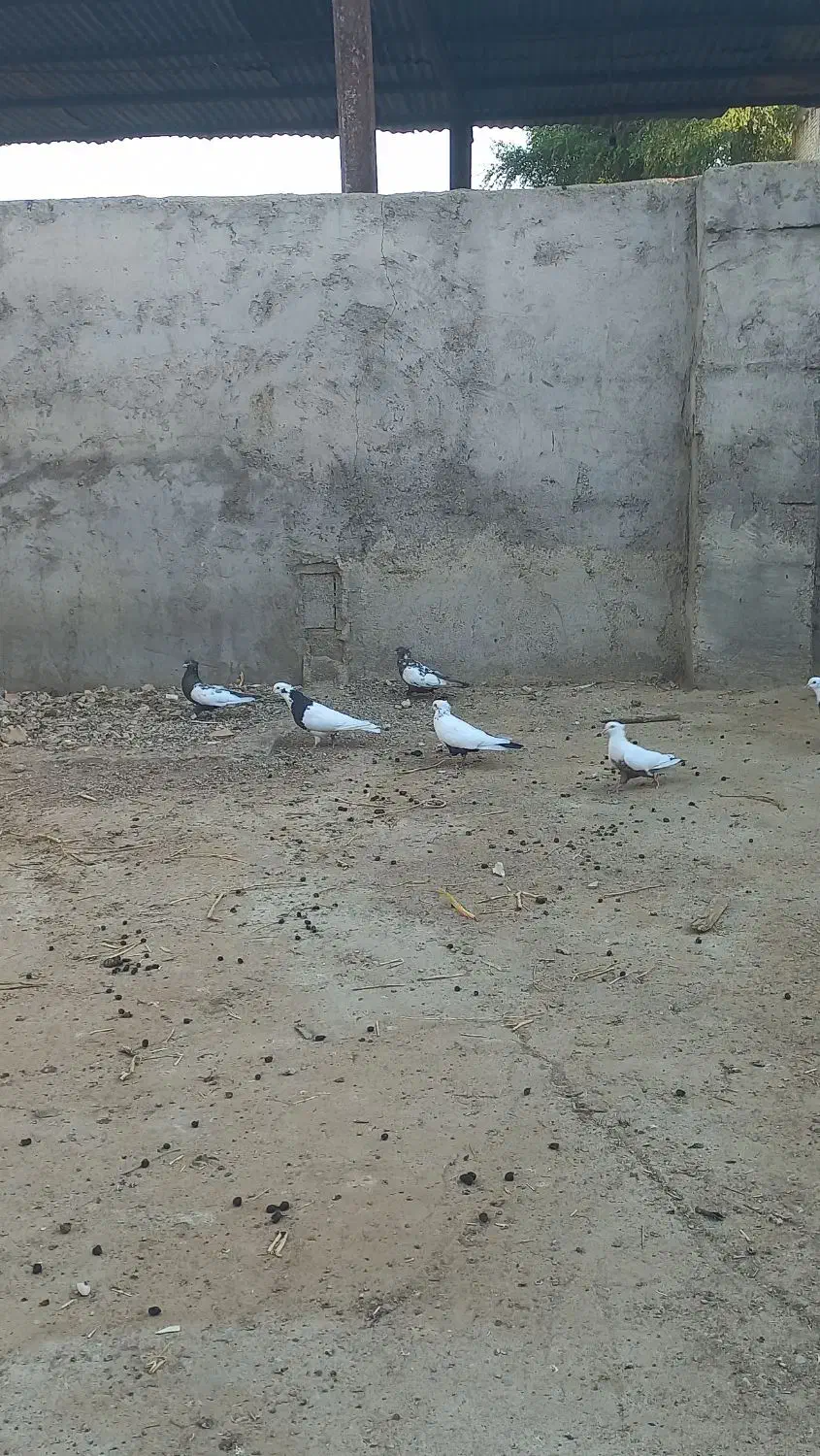 یک جفت دمی عتیقه|پرنده|گتوند, |دیوار