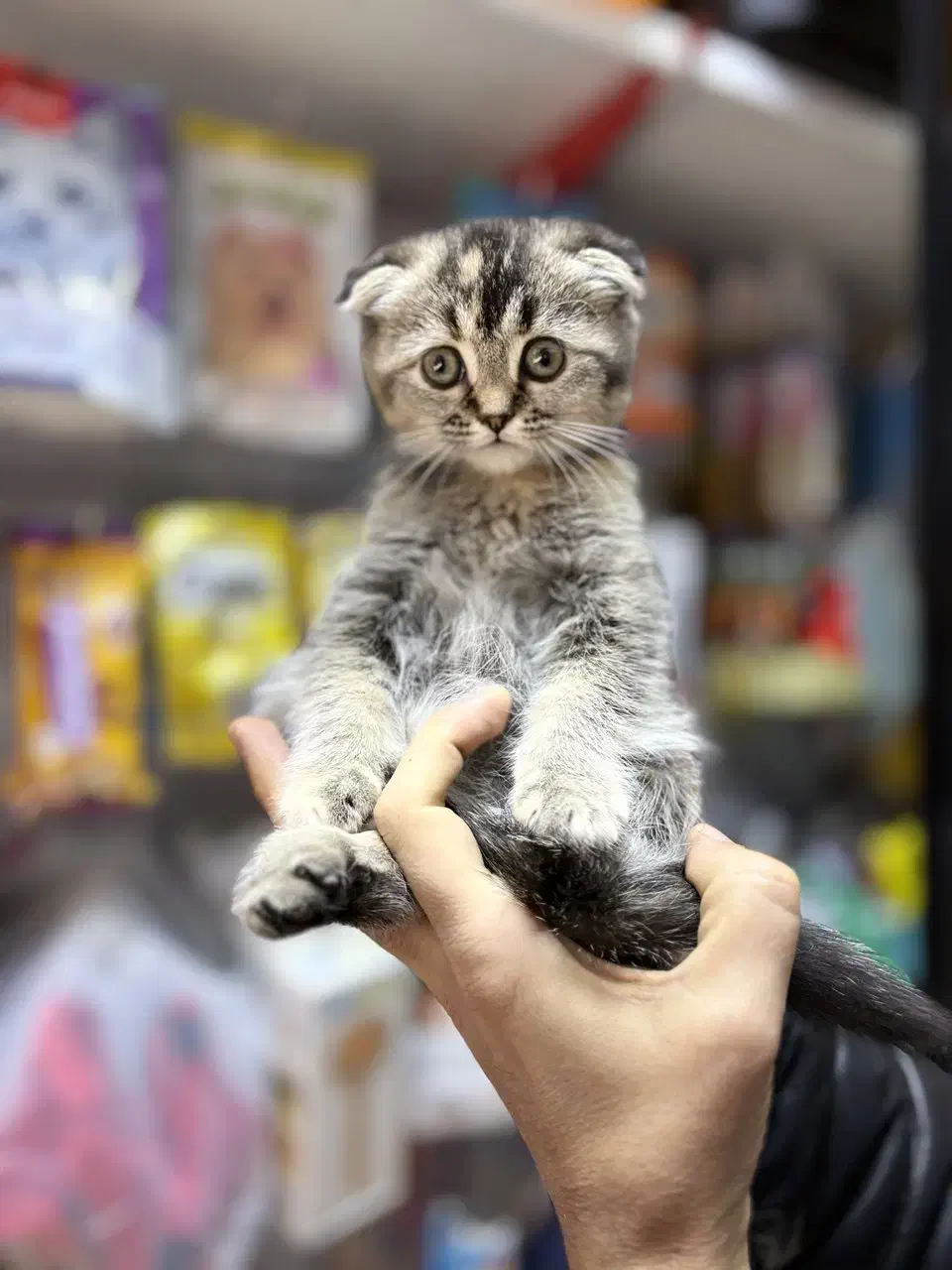 گربه بریتیش دوماه پرشین اسکاتیش|گربه|تبریز, |دیوار