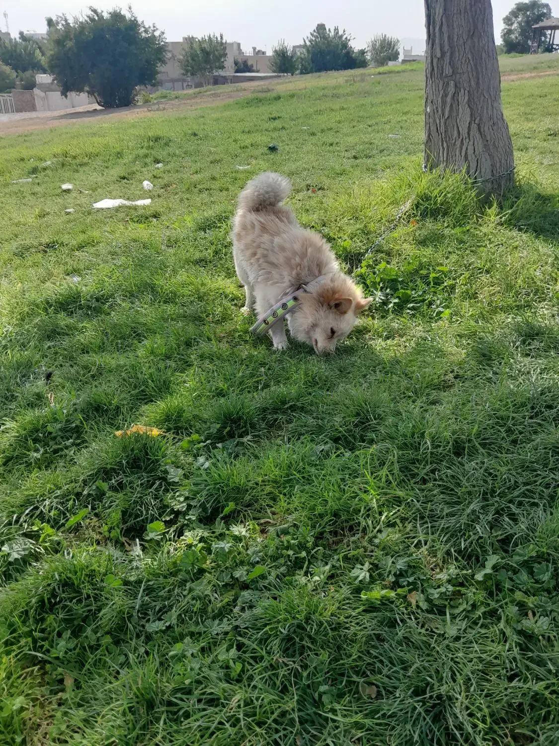 سگ پامر روباهی|سگ|خرمآباد, |دیوار