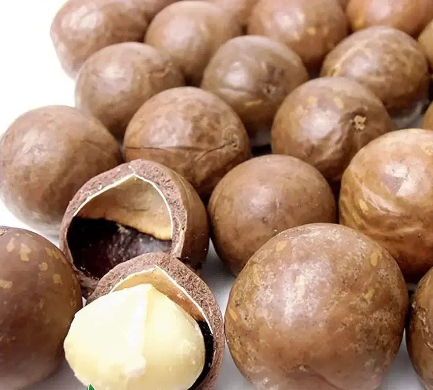 پیش فروش نهال فندق ماکادمیا|خدمات باغبانی و درختکاری|نوشین شهر, |دیوار