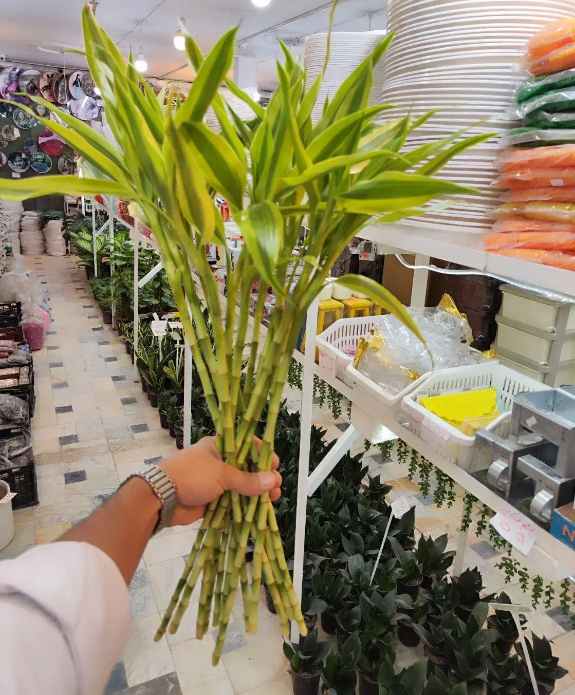 گل بامبو رومیزی سبز ابلق دیفن سانسوریا پتوس شفلرا|گل و گیاه طبیعی|قم, نیروگاه|دیوار
