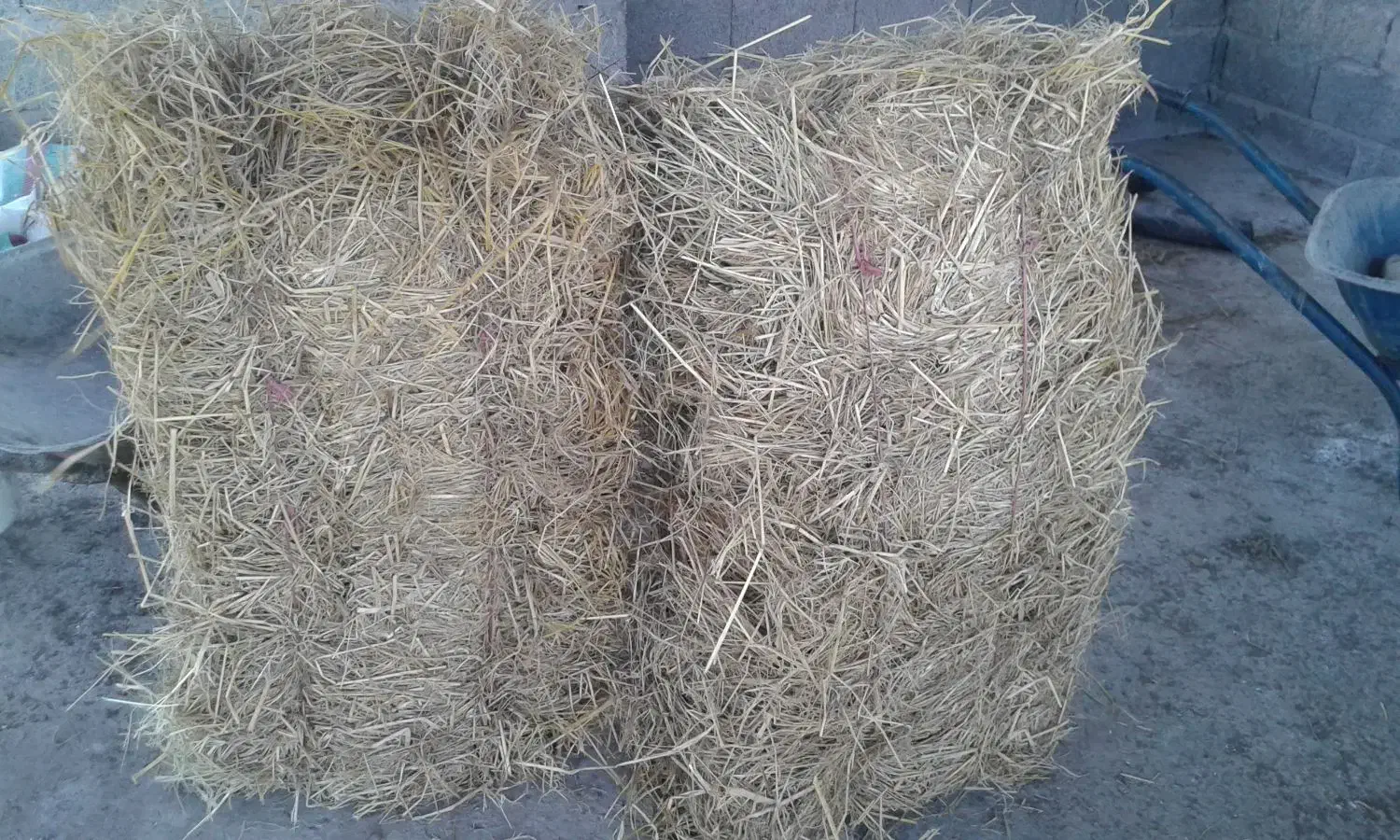 کاه( سرچین )|لوازم جانبی حیوانات|رشت, کوی جام جم|دیوار