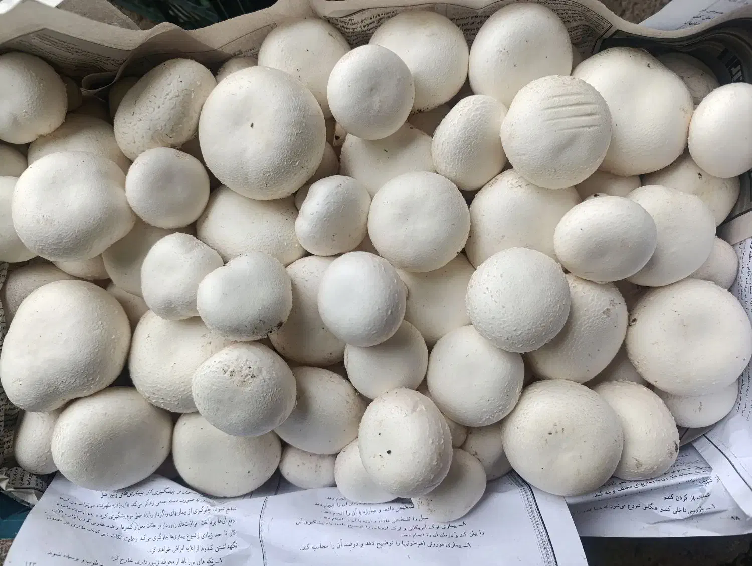 قارچ دکمه ای درجه یک|خوردنی و آشامیدنی|چگنی, |دیوار